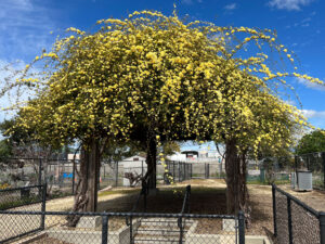 Alviso Adobe Trellis