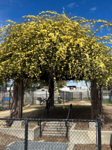 Alviso Adobe Trellis